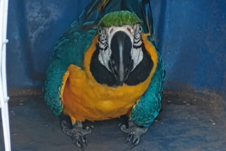 Araras são resgatadas araras às margens da BR-153, em Goiás