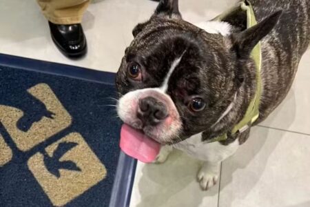 O buldogue Barthô, de 7 anos, esquecido em uma máquina secadora na petshop — Foto: Divulgação