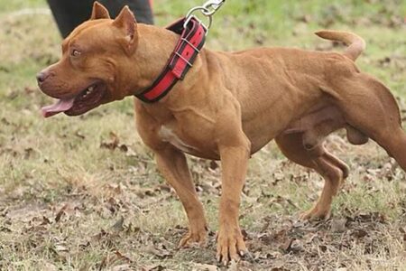 Pit bull mata criança de três anos em Itumbiara