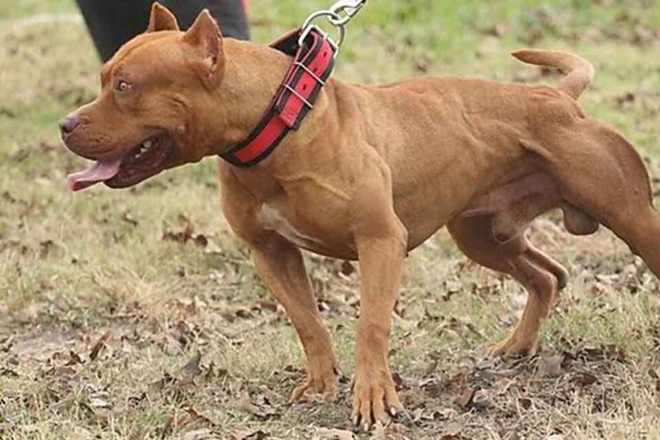 Pit bull mata criança de três anos em Itumbiara
