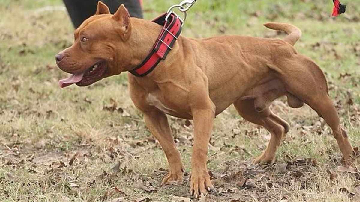 Pit bull mata criança de três anos em Itumbiara