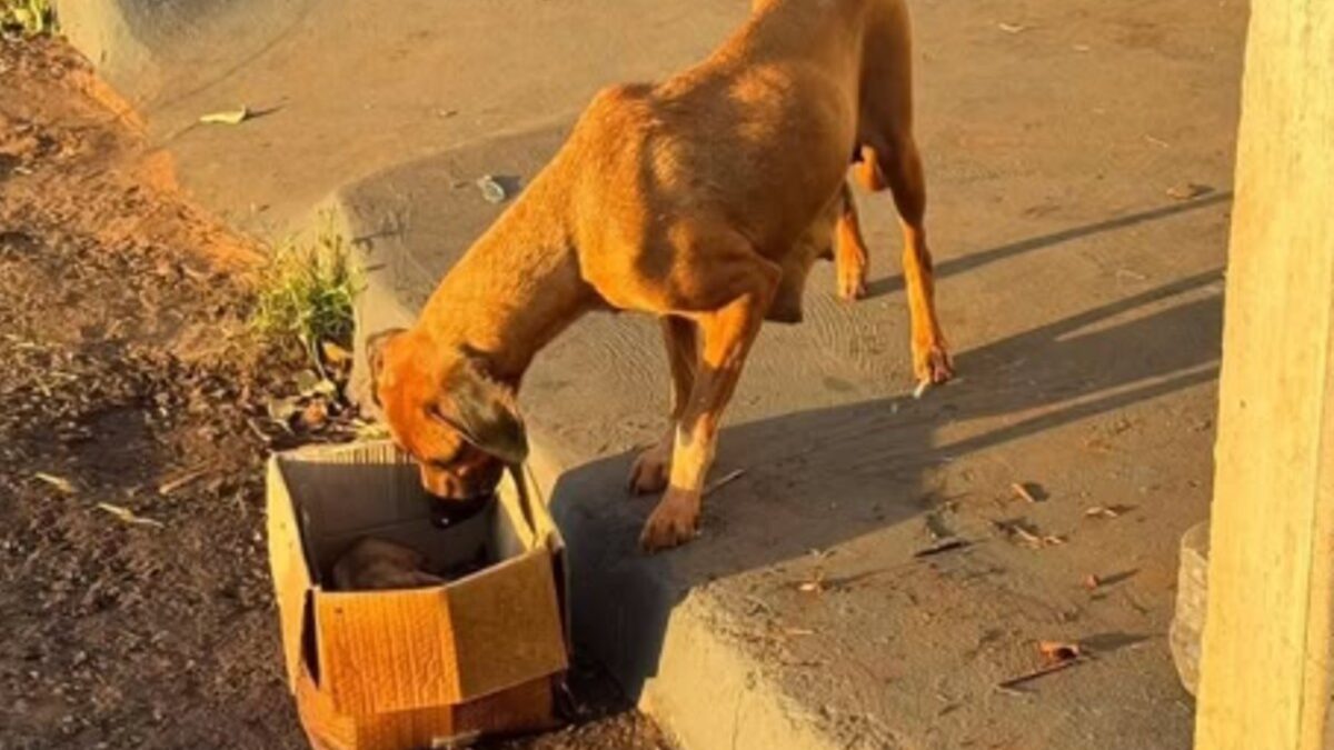Casal provoca incêndio em lote baldio e mata 10 filhotes de cachorro, em Jataí