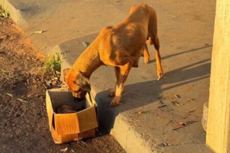 Casal provoca incêndio em lote baldio e mata 10 filhotes de cachorro, em Jataí