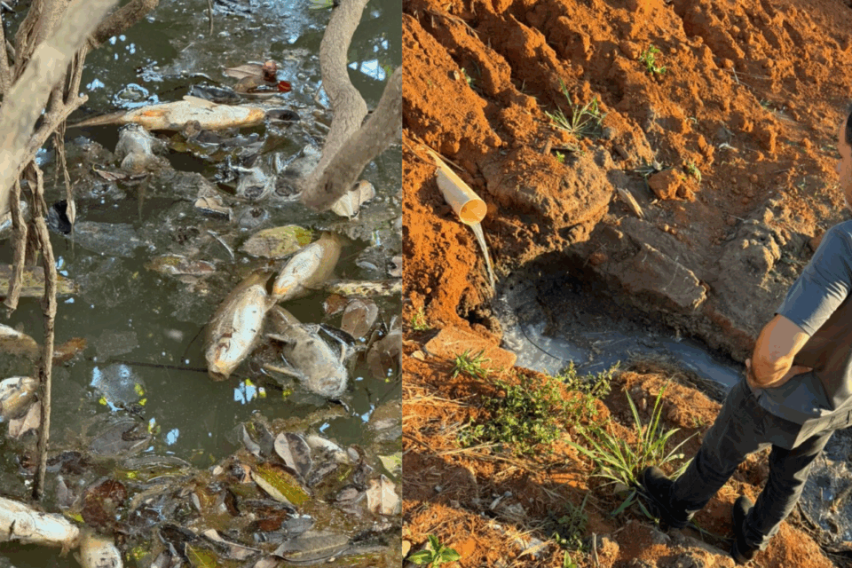 Imagem dos peixes e da tubulação encontrada