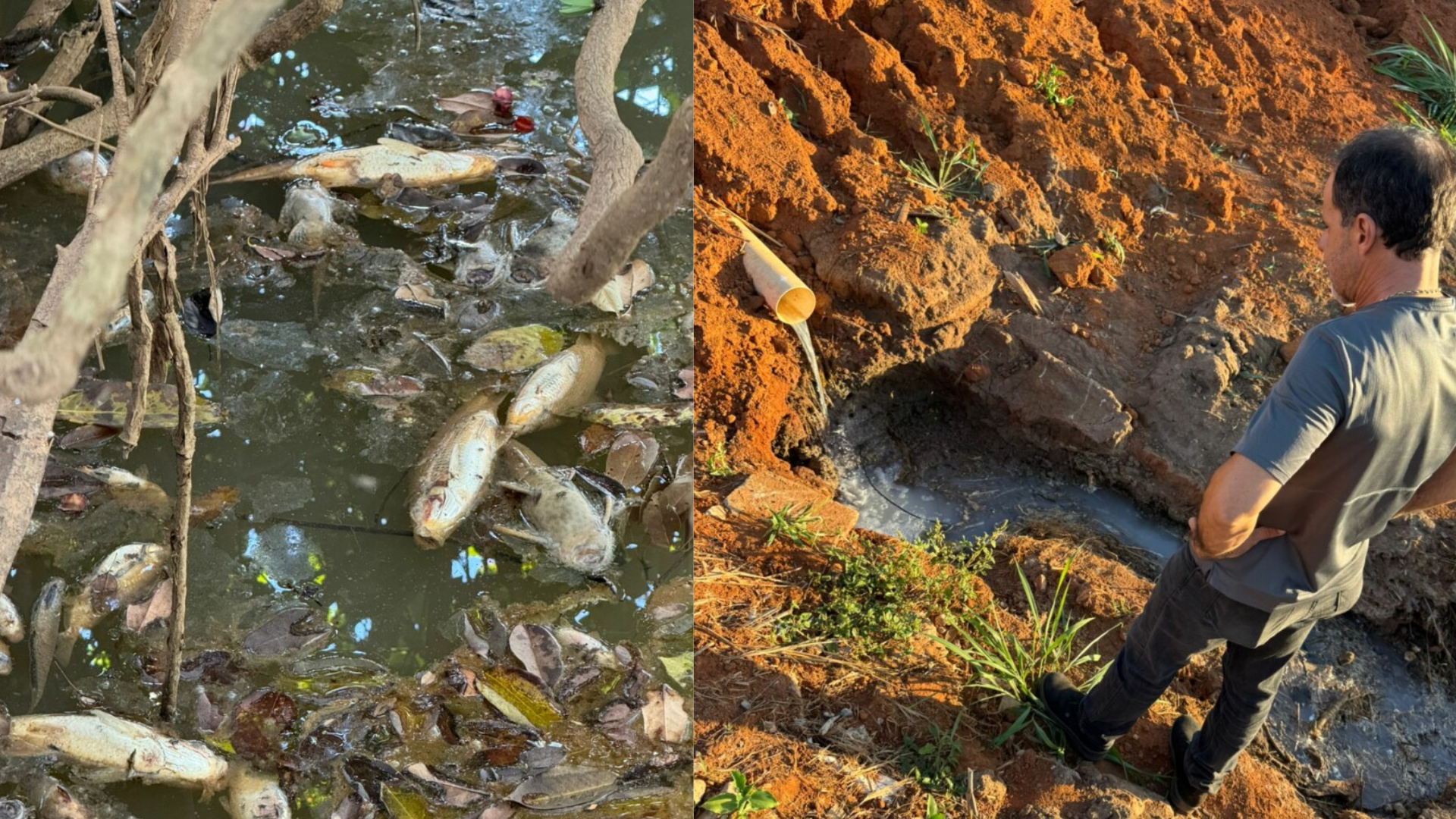 Imagem dos peixes e da tubulação encontrada