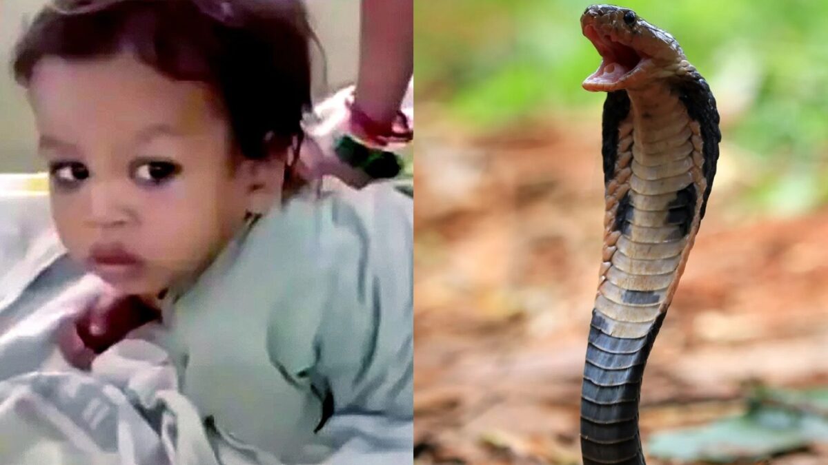 Menino de dois anos é atacado por cobra e mata animal com mordida na cabeça Caso com o pequeno indiano aconteceu equanto ele brincava