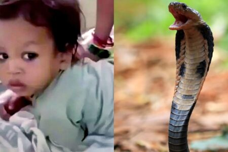 Menino de dois anos é atacado por cobra e mata animal com mordida na cabeça Caso com o pequeno indiano aconteceu equanto ele brincava