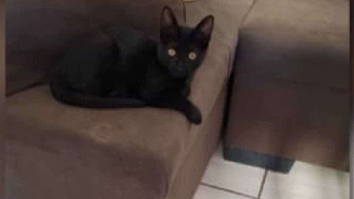 (tem vídeo) Gato furtado na sacada do apartamento é devolvido a família, em Goiânia