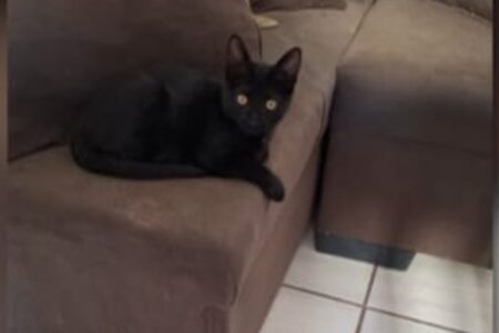 (tem vídeo) Gato furtado na sacada do apartamento é devolvido a família, em Goiânia