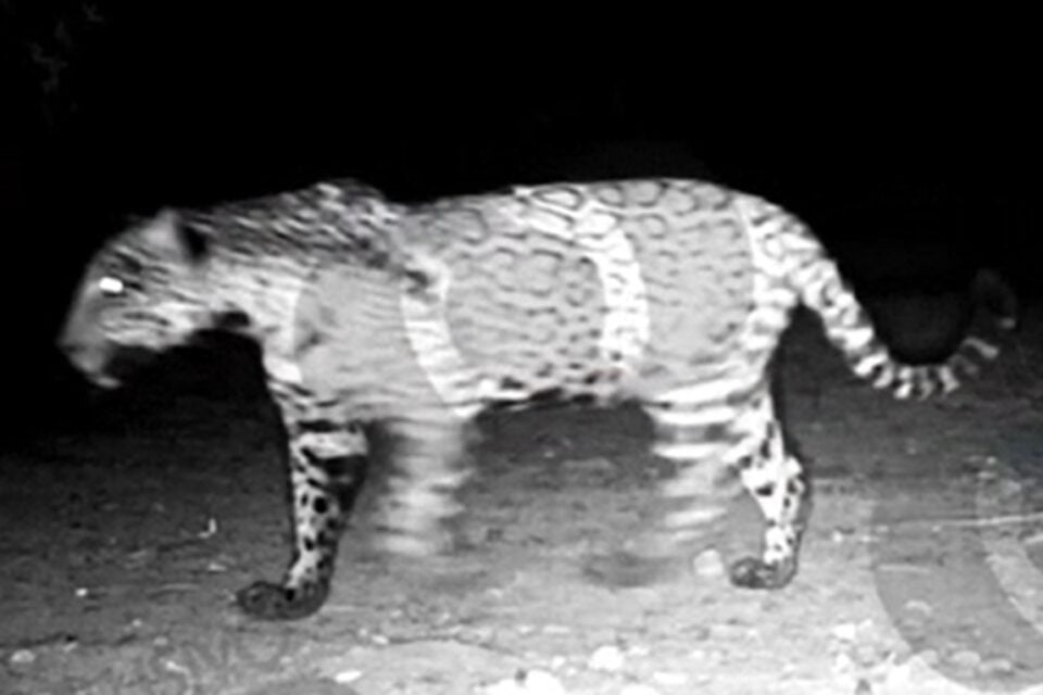 onça-pintada