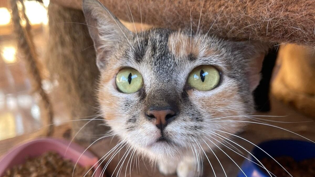 Evento de adoção reúne mais de 30 cães e gatos em Goiânia