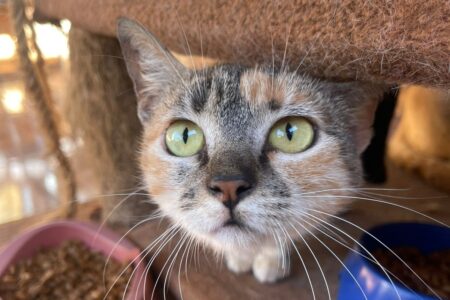 Evento de adoção reúne mais de 30 cães e gatos em Goiânia