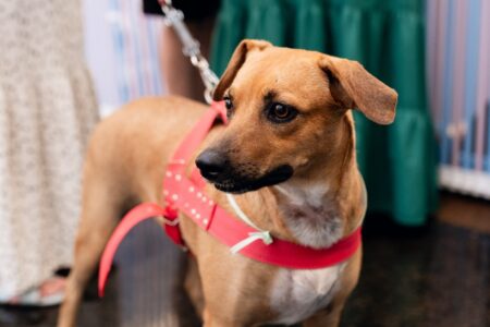 Evento em Goiânia promove adoção responsável de cães e gatos neste sábado