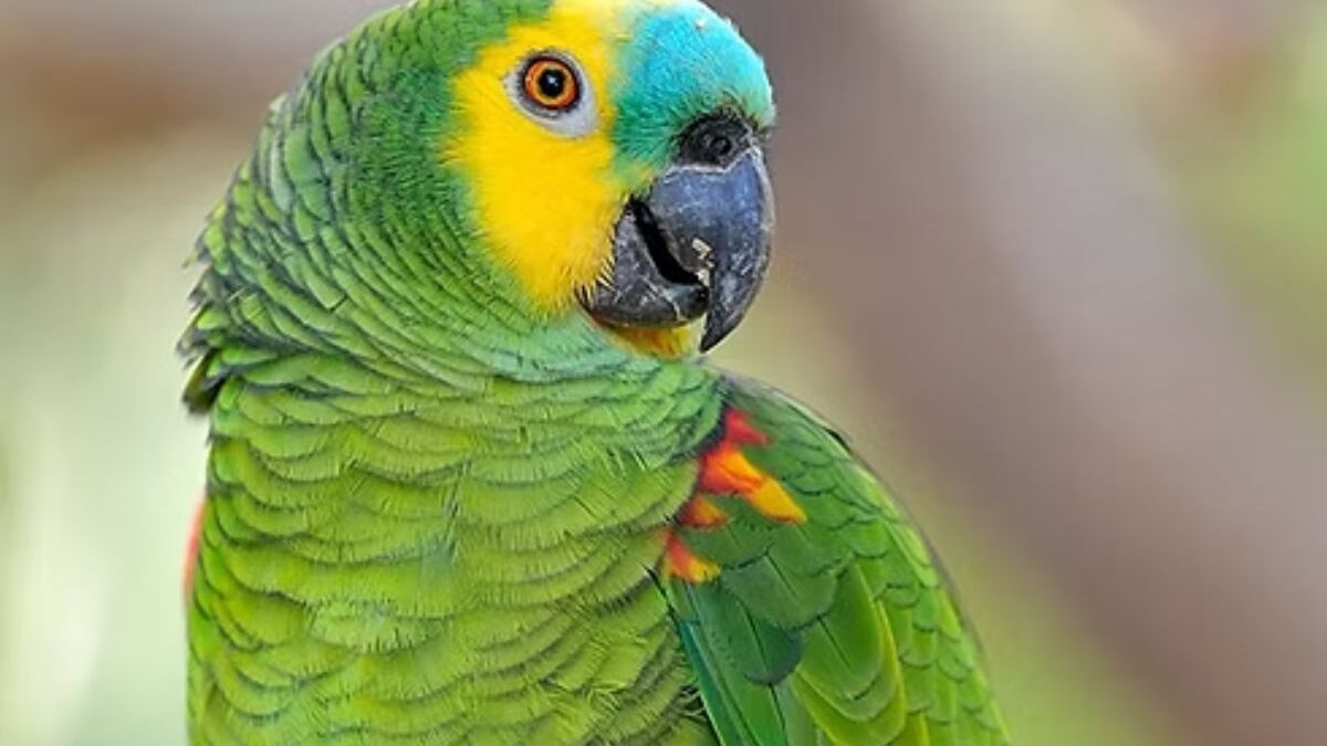 Papagaio estaria desaparecido há cerca de dois anos (Foto ilustrativa)