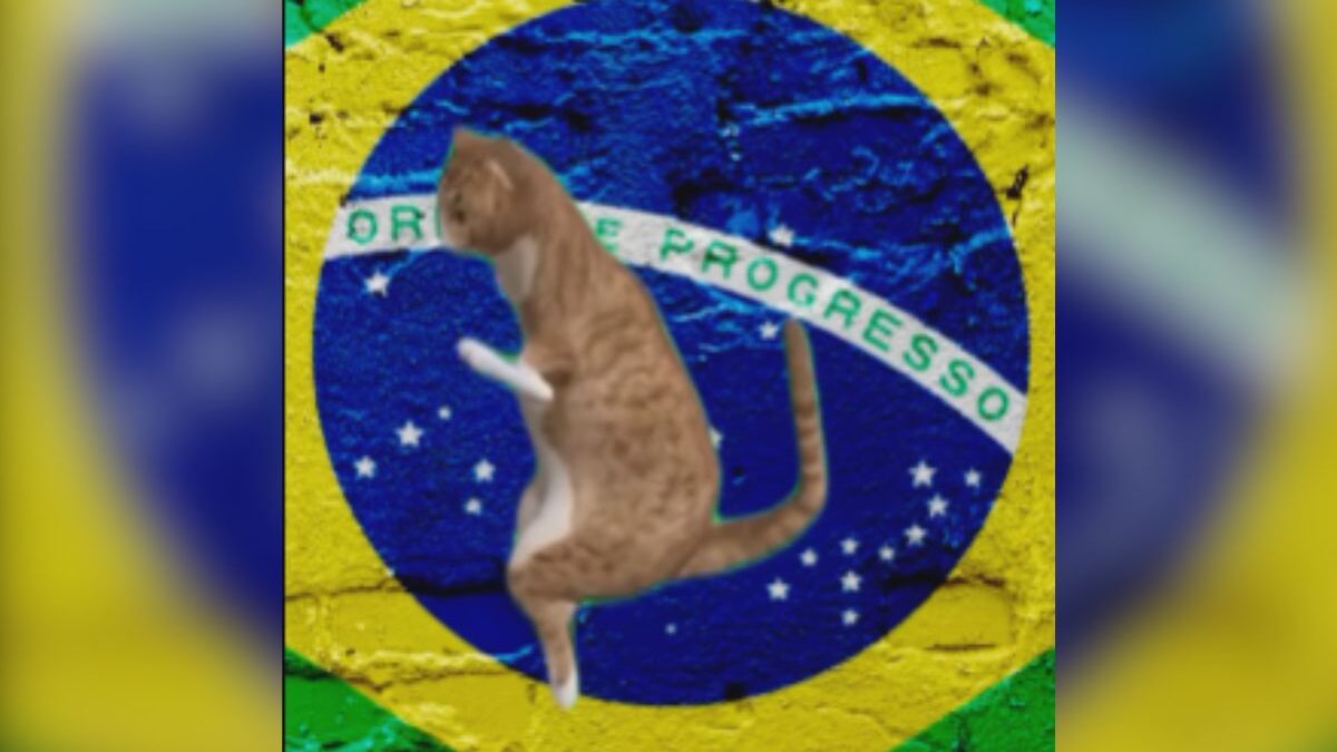 Governo federal usa gatinhos para explicar polêmica do IOF (Foto: Reprodução)