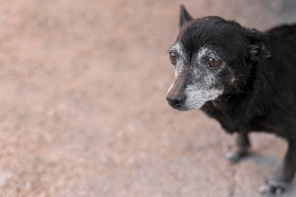 Homem é preso suspeito de abandono e maus-tratos contra animal em Piracanjuba