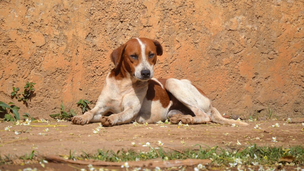 Aumento de abandono de animais nas férias: OAB-GO lança campanha Abandonar, ferir ou praticar maus-tratos pode resultar em prisão