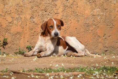 Aumento de abandono de animais nas férias: OAB-GO lança campanha Abandonar, ferir ou praticar maus-tratos pode resultar em prisão