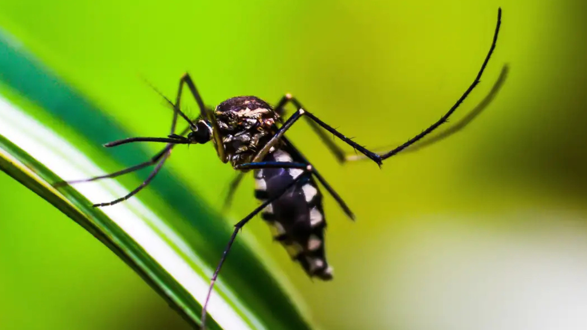 Dengue: Luziânia e Valparaíso receberão cerca de 2 milhões de mosquitos com bactéria por semana (Foto: Agência Brasil)