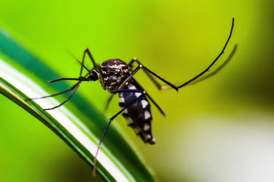 Dengue: Luziânia e Valparaíso receberão cerca de 2 milhões de mosquitos com bactéria por semana (Foto: Agência Brasil)