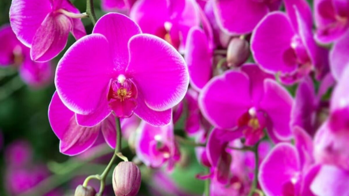 Como cuidar de orquídeas? Veja como plantar, regar e dicas para florir se desenvolve com vigor quando recebe os cuidados plantar orquídeas