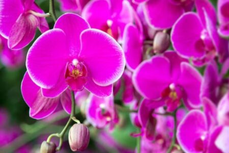 Como cuidar de orquídeas? Veja como plantar, regar e dicas para florir se desenvolve com vigor quando recebe os cuidados plantar orquídeas