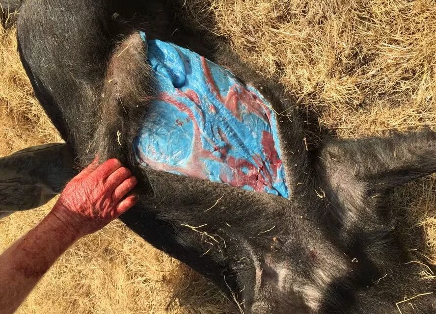 Porcos selvagens aparecem com carne azul neon e preocupam autoridades nos EUA; veja foto o que pode ter ocasionado a coloração incomum