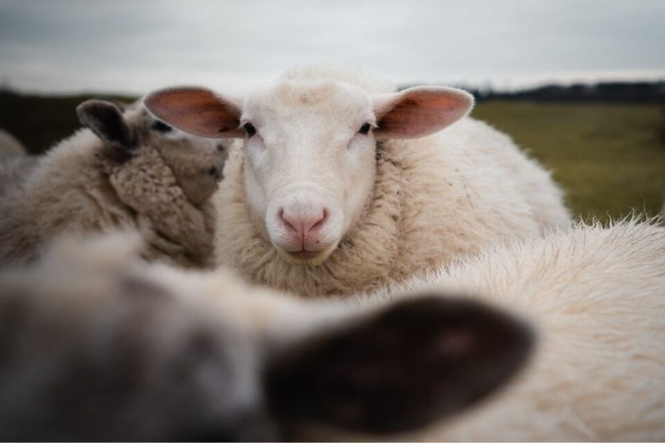 Ministério da Agricultura recolhe vacinas após morte de quase 200 animais notificadas as mortes de 194 ovinos, quatro caprinos e um bovino
