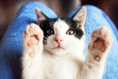 Primeiro gato de estimação viveu há 9.500 anos Dia Internacional do Gato: curiosidades sobre felinos para celebrar a data