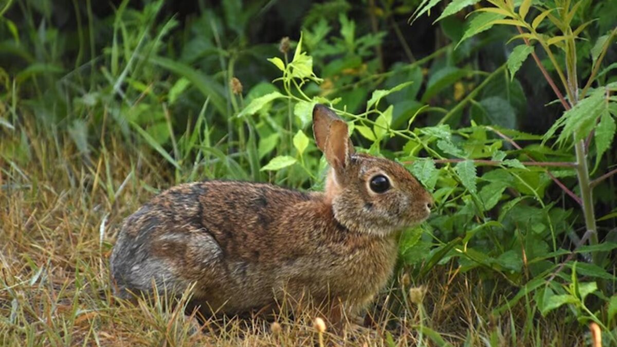 vírus não transmissível a humanos Coelhos contaminados por vírus aparecem com 'tentáculos' na cabeça nos EUA; veja foto