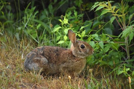 vírus não transmissível a humanos Coelhos contaminados por vírus aparecem com 'tentáculos' na cabeça nos EUA; veja foto