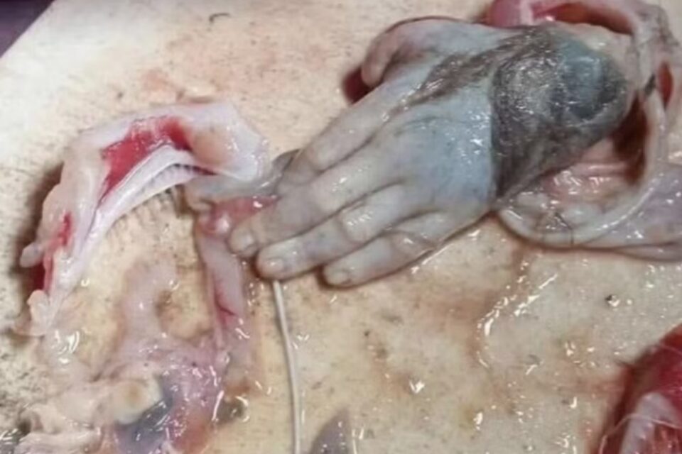 "Chocado ao encontrar isso no estômago do peixe", veja a foto Imagens fortes: pescador encontra mão humana humanoide dentro de peixe