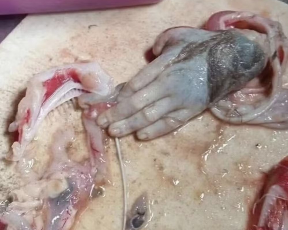 "Chocado ao encontrar isso no estômago do peixe", veja a foto Imagens fortes: pescador encontra mão humana humanoide dentro de peixe