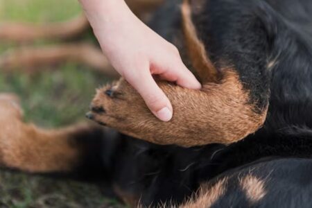 Cachorro é pichado com palavras e símbolos ligados a facção criminosa no ES; veja foto O animal foi encontrado desorientado