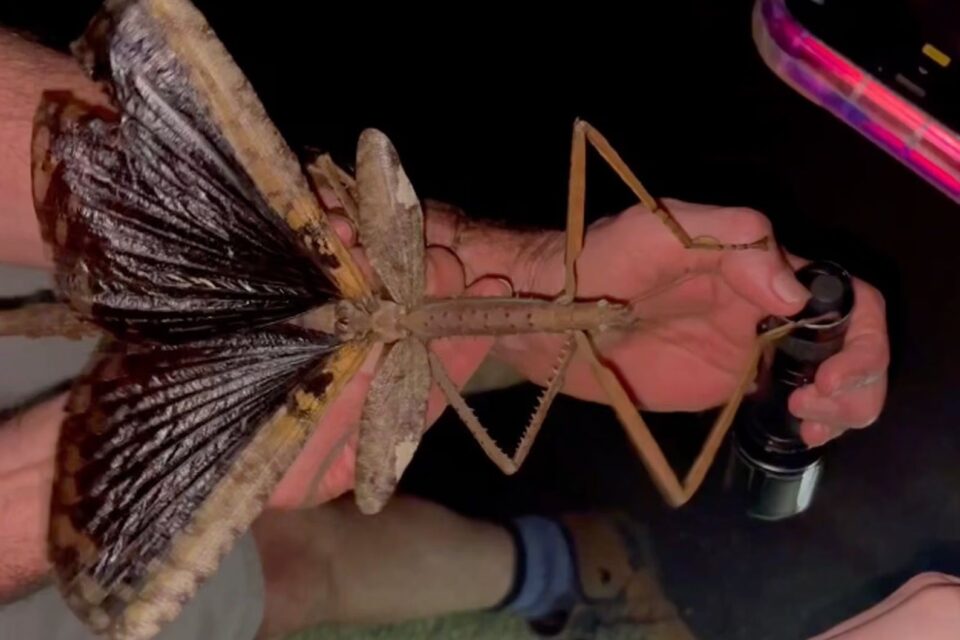 Inseto pode ser o mais pesado da Austrália Cientistas descobrem bicho-pau gigante de 40 cm; veja foto da nova espécie