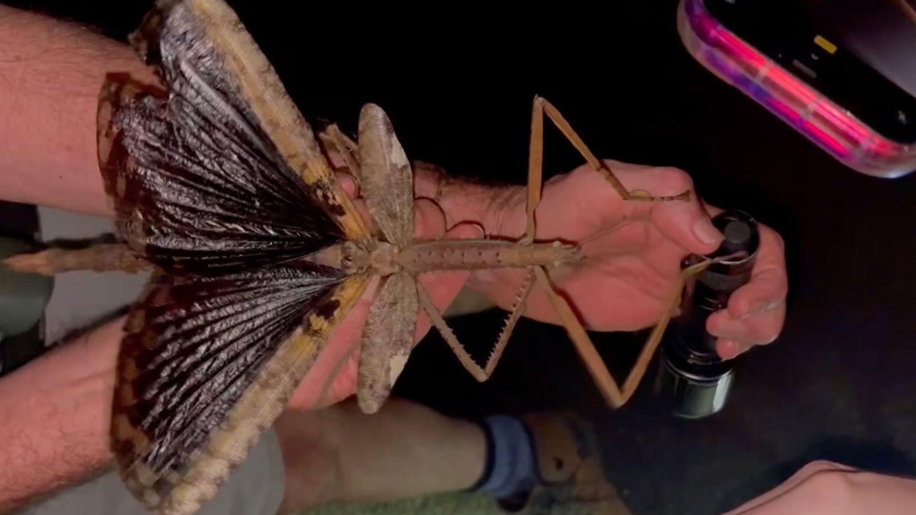Inseto pode ser o mais pesado da Austrália Cientistas descobrem bicho-pau gigante de 40 cm; veja foto da nova espécie