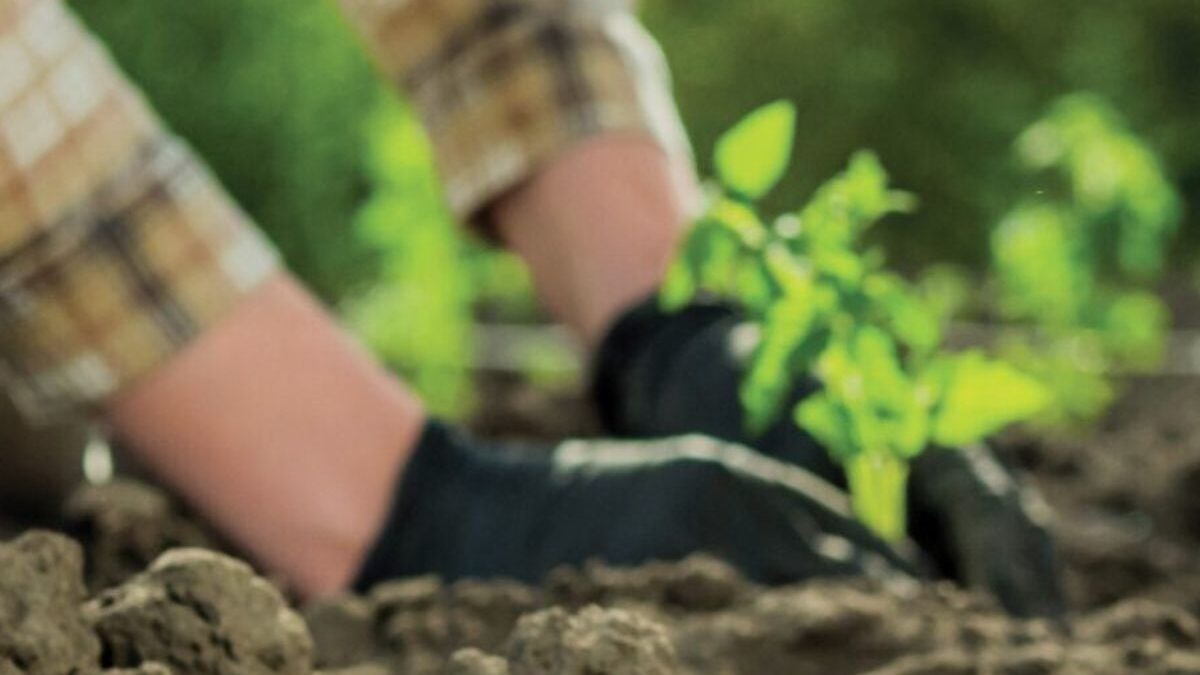 Registro do pagamento símbolico do pix para proprietário rural contemplado na primeira lista do PSA (Foto: Divulgação)