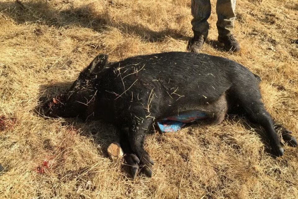 Porcos selvagens aparecem com carne azul neon e preocupam autoridades nos EUA; veja foto o que pode ter ocasionado a coloração incomum