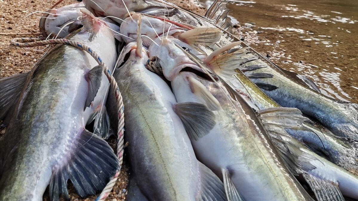 "Chocado ao encontrar isso no estômago do peixe", veja a foto Imagens fortes: pescador encontra mão humana humanoide dentro de peixe