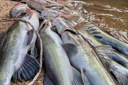 "Chocado ao encontrar isso no estômago do peixe", veja a foto Imagens fortes: pescador encontra mão humana humanoide dentro de peixe