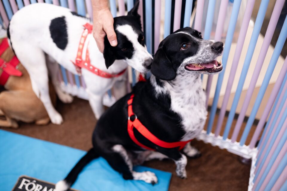 Evento reúne cerca de 30 animais para adoção neste final de semana em Goiânia