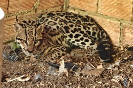 Imagem da jaguatirica