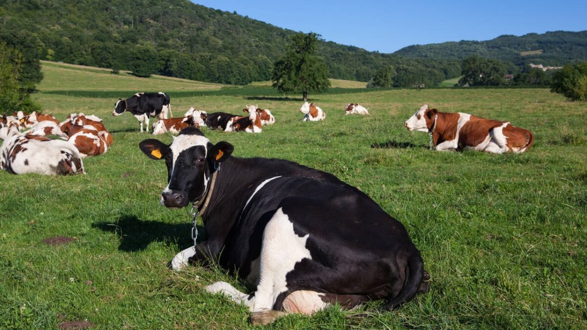 Agricultor é acusado de violentar a enteada e estuprar a esposa, vacas e bezerros menina de 12 anos estava preocupada em engravidar