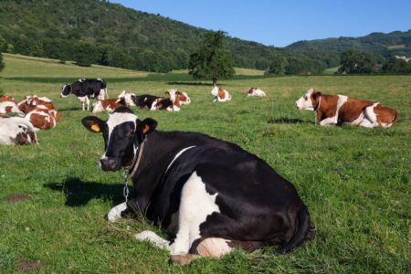 Agricultor é acusado de violentar a enteada e estuprar a esposa, vacas e bezerros menina de 12 anos estava preocupada em engravidar