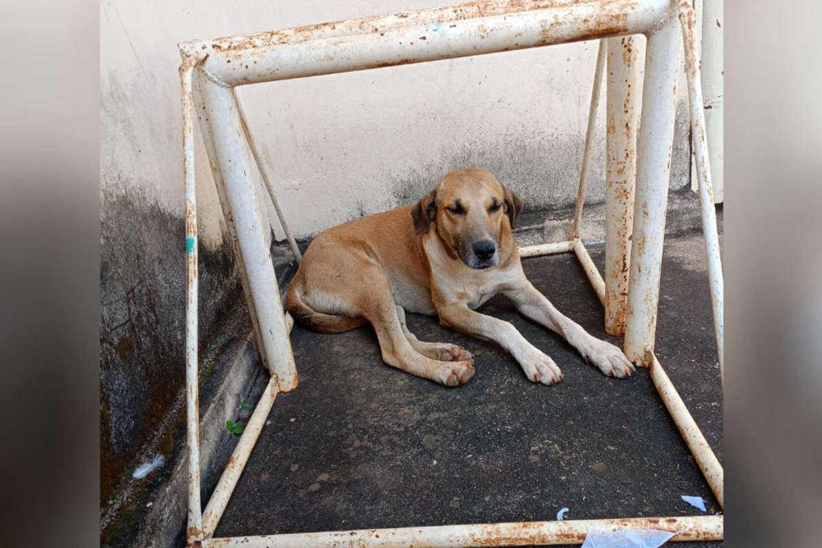 Animais que sobreviveram ao suposto envenenamento (Foto: Reprodução)