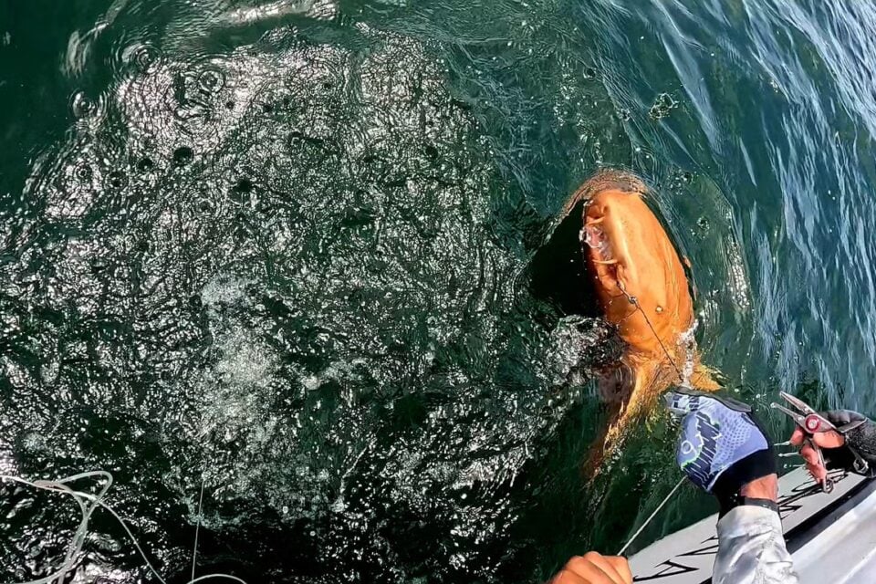 Fotos: tubarão laranja é visto pela primeira vez e surpreende pesquisadores O caso nunca havia sido documentado antes