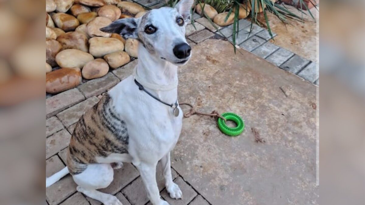 Cachorro luta pela vida na UTI após ser atacado por american bully solto no Setor Marista, em Goiânia