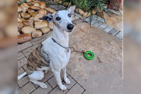 Cachorro luta pela vida na UTI após ser atacado por american bully solto no Setor Marista, em Goiânia
