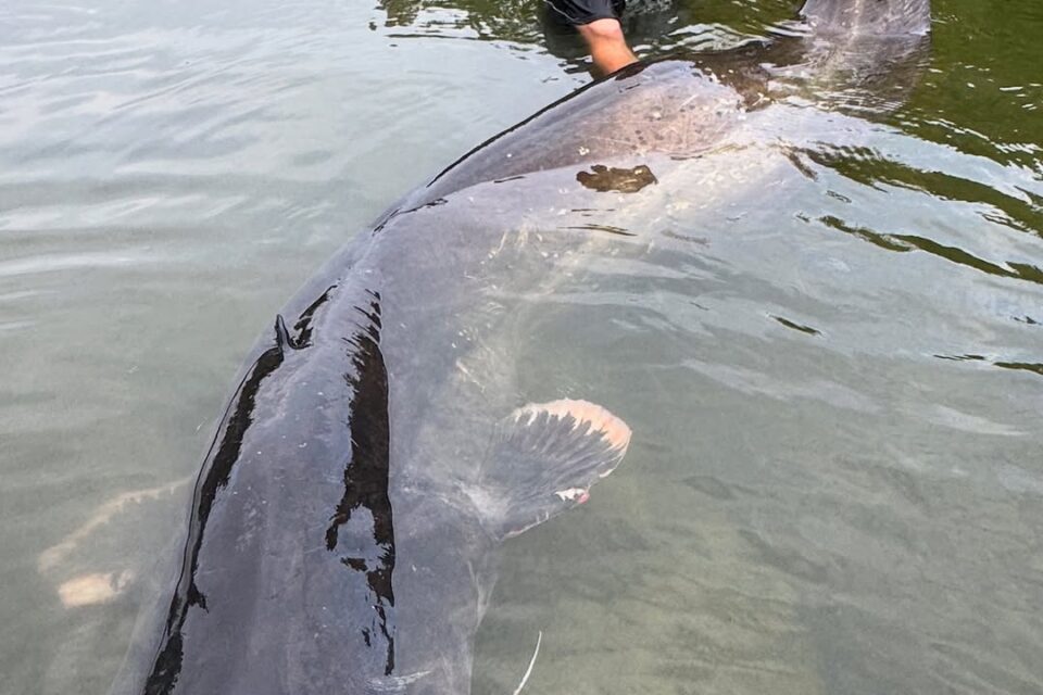 Bagre gigante de mais de 2 metros é pescado após 50 minutos de luta; fotos Pescaria garantiu ao homem um novo recorde
