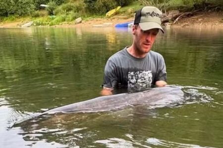 Bagre gigante de mais de 2 metros é pescado após 50 minutos de luta; fotos Pescaria garantiu ao homem um novo recorde
